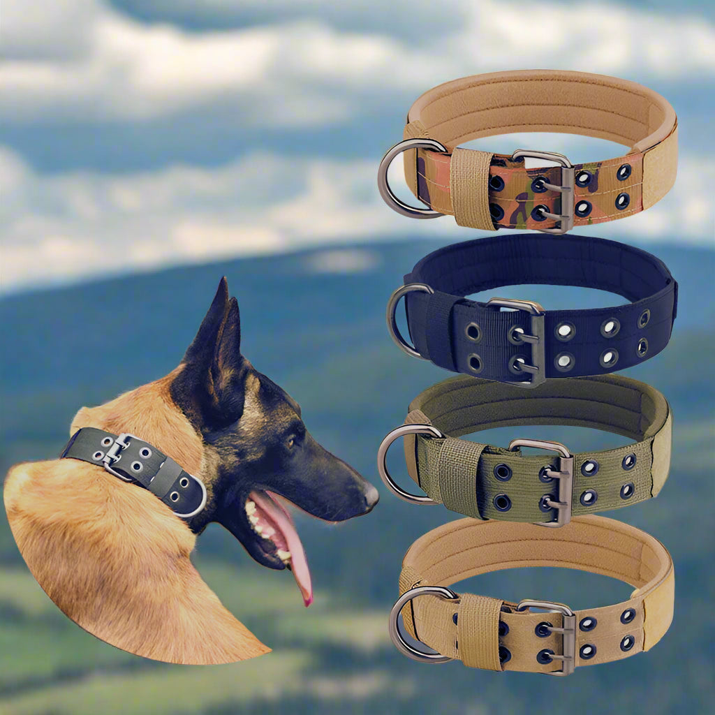 Collier-Pour-Chien-De-Dressage-couleur