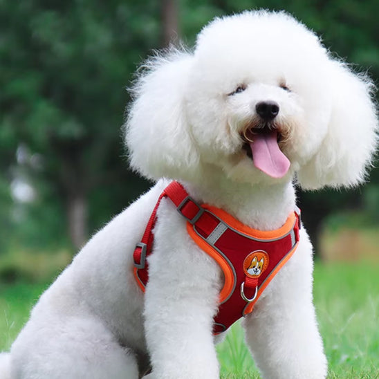 Harnais-Anti-Traction-Chien-Heureux
