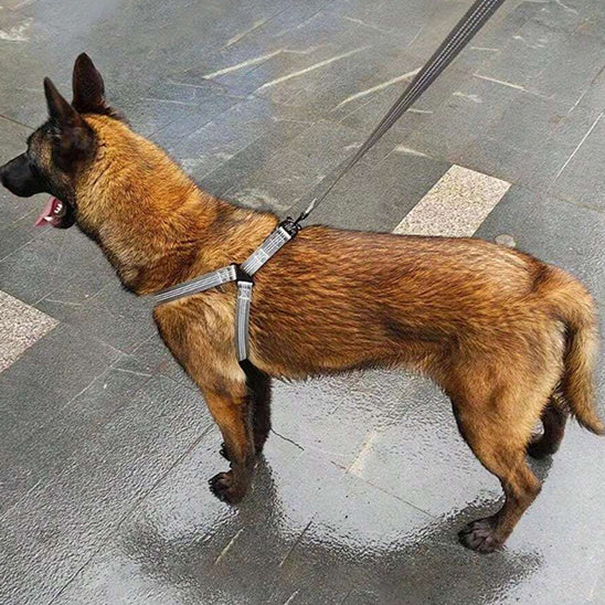 Harnais-Chien-Y-couleur