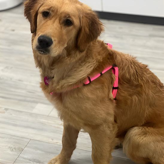Harnais-Chien-Y-rose