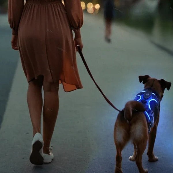 Harnais-Chien-led-bleu-nuit