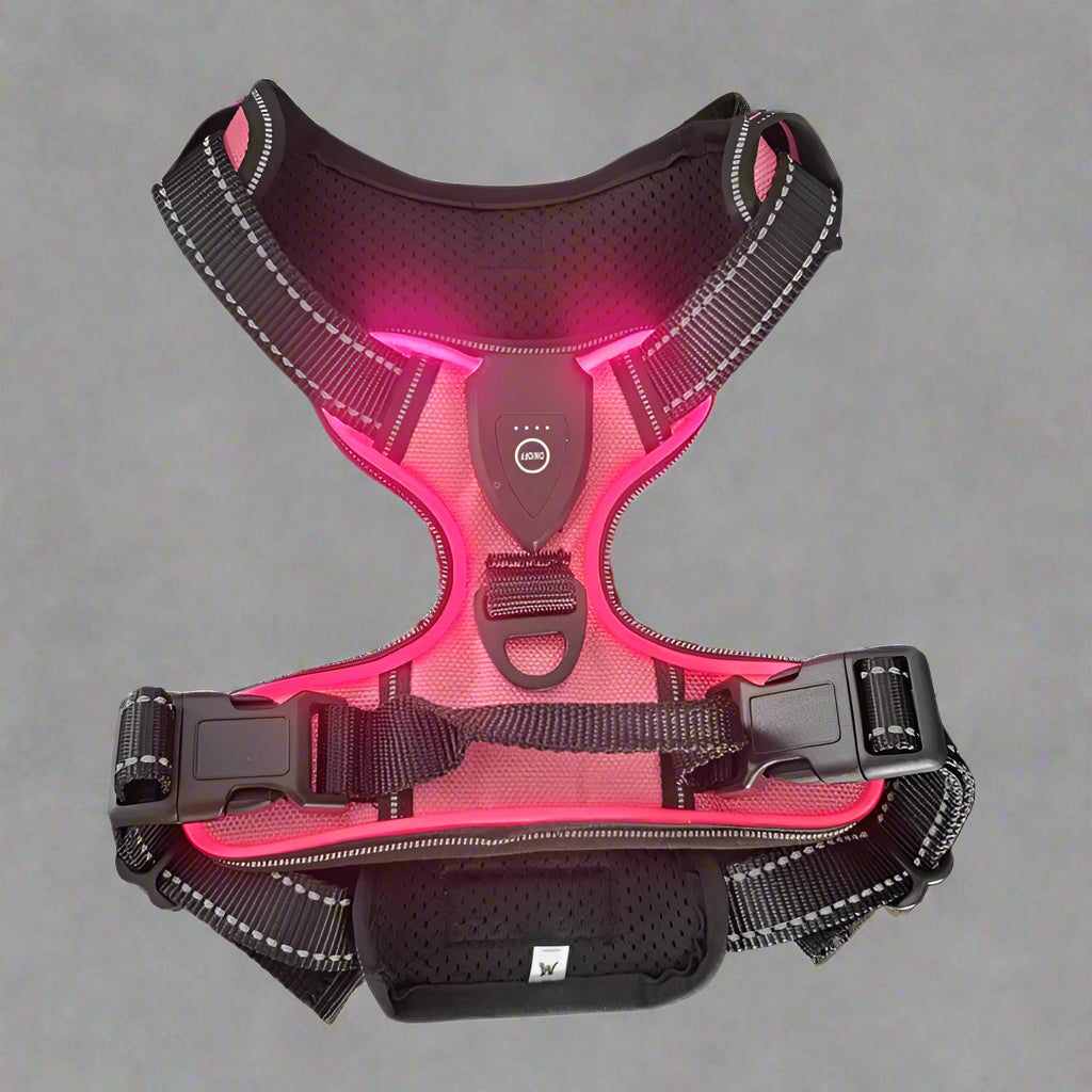 Harnais-Chien-led-rose
