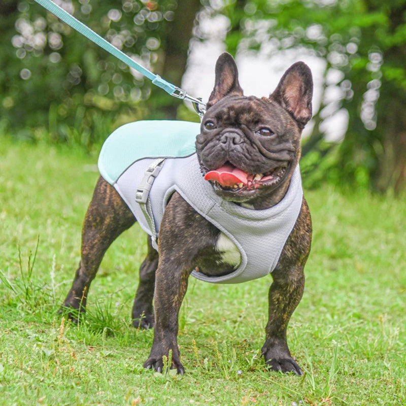 Harnais-chien-gilet-bleu