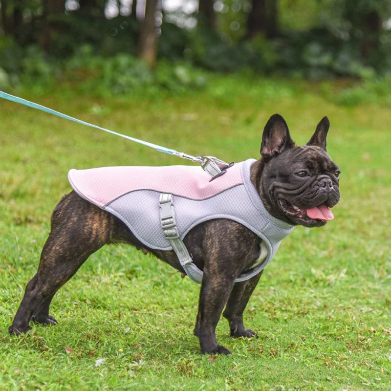 Harnais-chien-gilet-violet-rose