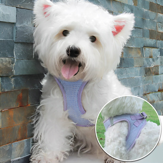 Harnais-pour-chien-Violet