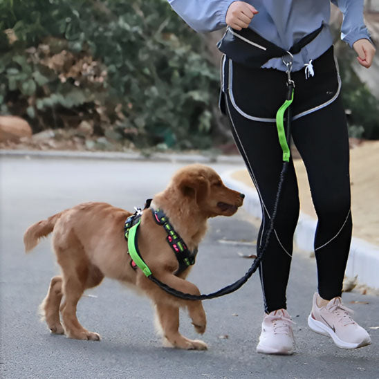 Laisse-Pour-Chien-verte