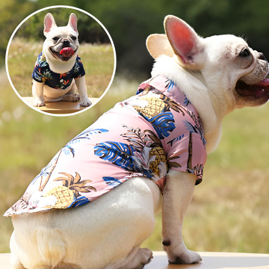 vetement-pour-chien-couleur-palette