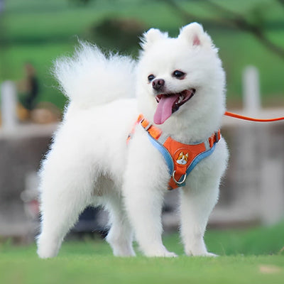 Laisse pour chien
