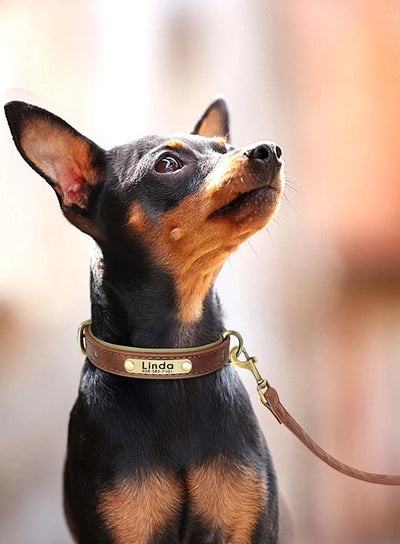 Collier-pour-chien-personnalise-collection