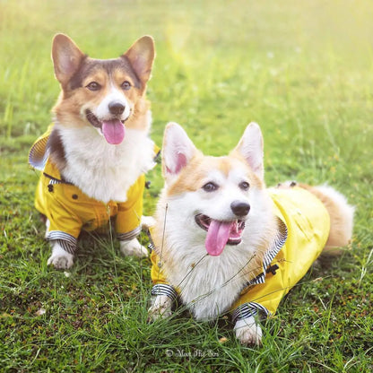 Chien-Impermeable-plaisir