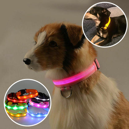 Collier-Lumineux-Pour-Chien-Light-couleur