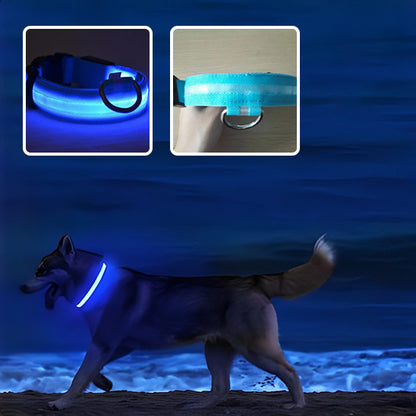 Collier-Lumineux-Pour-Chien-luminosites