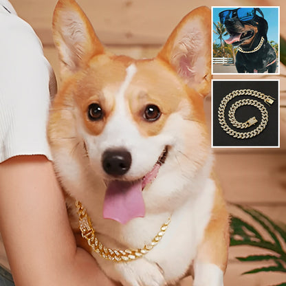 Collier-Pour-Chien-Chaines