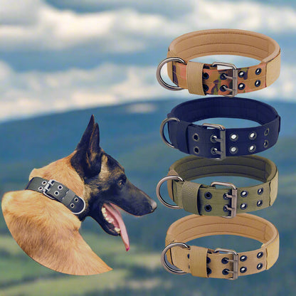 Collier-Pour-Chien-De-Dressage-couleur