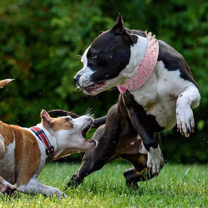 Collier-Pour-Chien-en-Cuir-durable