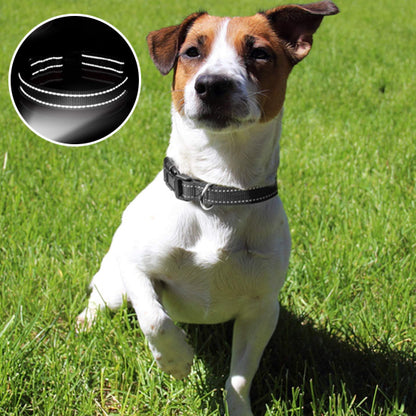 Collier-pour-chien-nuits