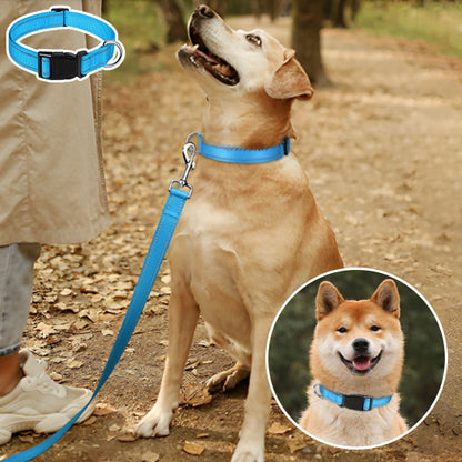 Collier-pour-chien-visible