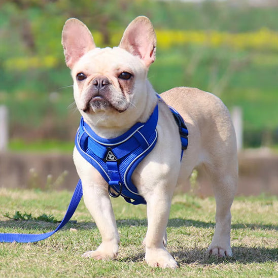 Harnais-Anti-Traction-Chien-bleu