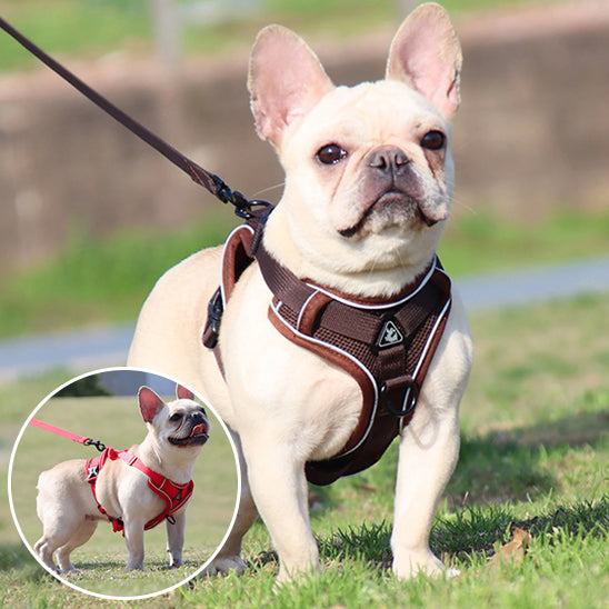 Harnais-Anti-Traction-Chien-cafe