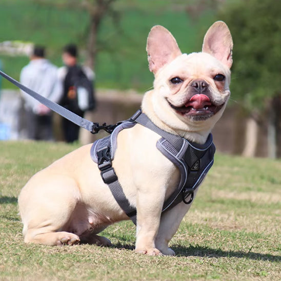 Harnais-Anti-Traction-Chien-gris