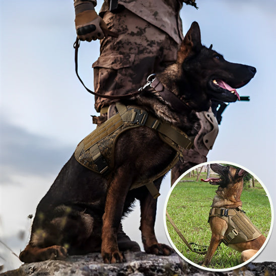 Harnais-Anti-Traction-Chien-optimal