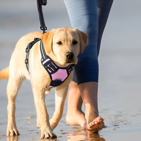 Harnais-Anti-Traction-Chien-v-violet
