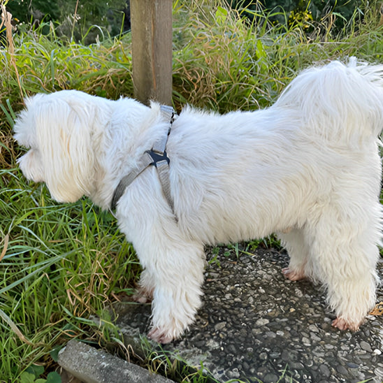 Harnais-Chien-Y-gris