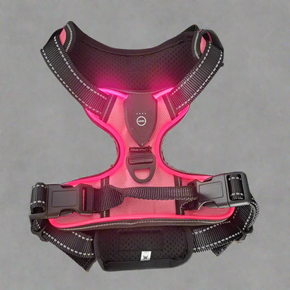 Harnais-Chien-led-rose