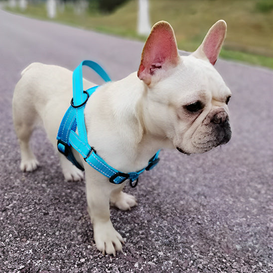 Harnais-pour-chien-bleu-warm