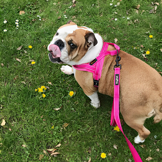 Harnais-pour-chien-rose-warm