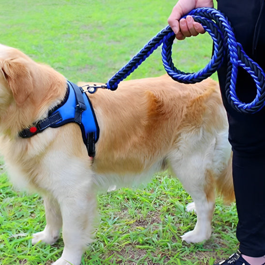 Laisse-Chien-Couleurs-bleu-et-noir