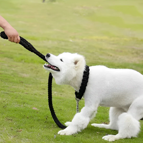 Laisse-Chien-Sorties