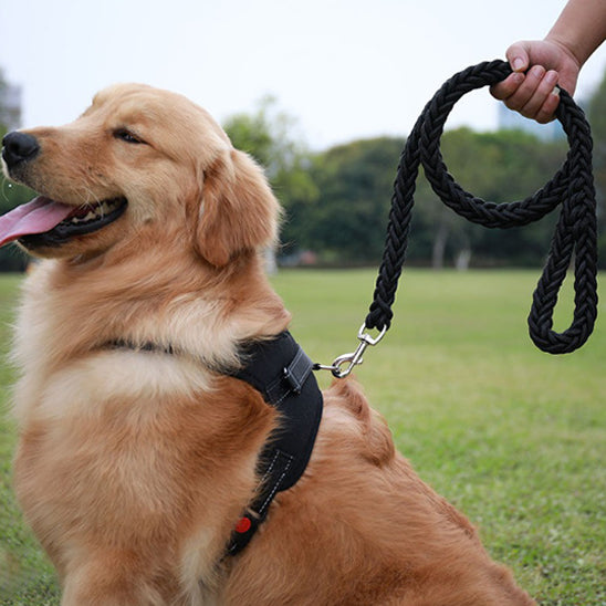 Laisse-Chien-noir