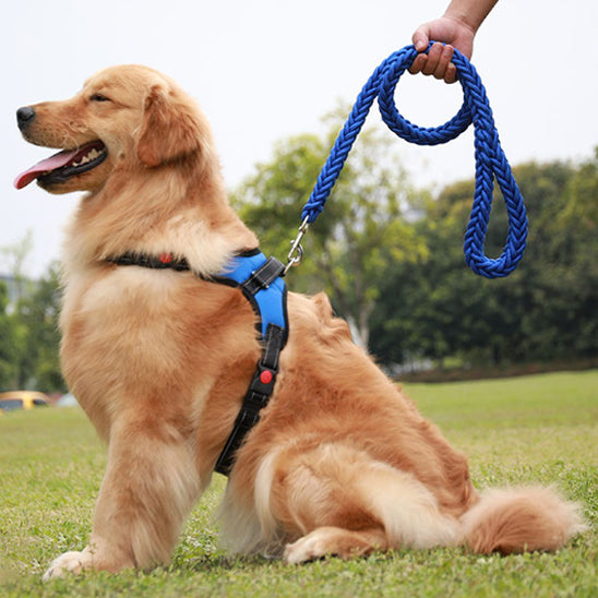 Laisse-Chien-robustesse