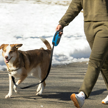 Laisse-Pour-Chien-bleu-noir