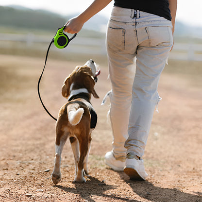 Laisse-Pour-Chien-vert-noir