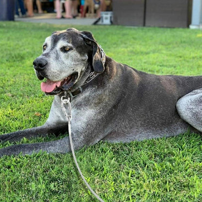 Longe-Pour-Chien-cable-ancrage-rapide