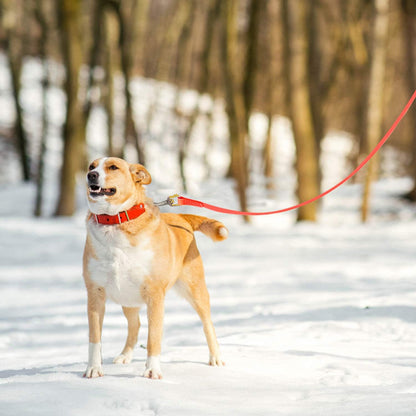 Longe-Pour-Chien-longue-balade