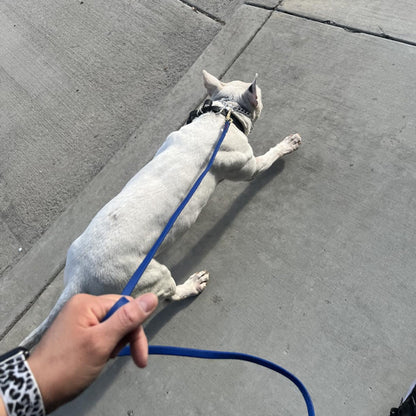 Longe-pour-chien-longueur-pvc