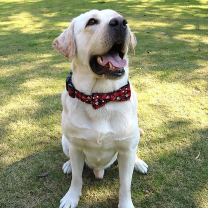 collier-pour-chien-boucle-anniversaire
