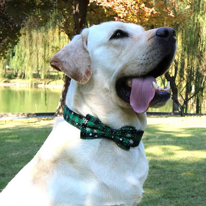 collier-pour-chien-boucle-verte