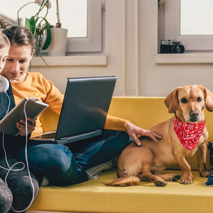 collier-pour-chien-confortable