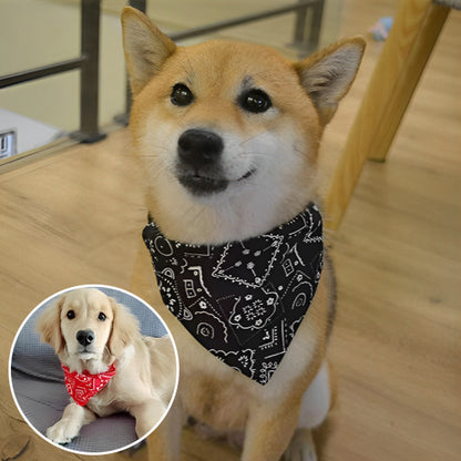 collier-pour-chien-cools