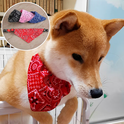 collier-pour-chien-photos