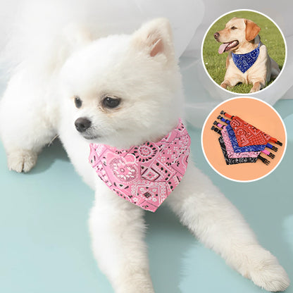collier-pour-chien-stars