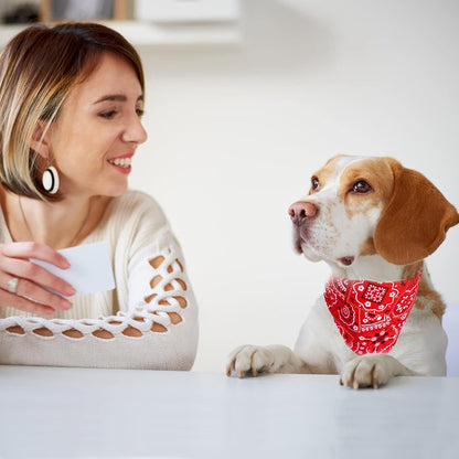 collier-pour-chien-styles