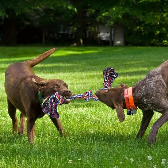 deux chiens jouant avec un Jouet chien indestructible 