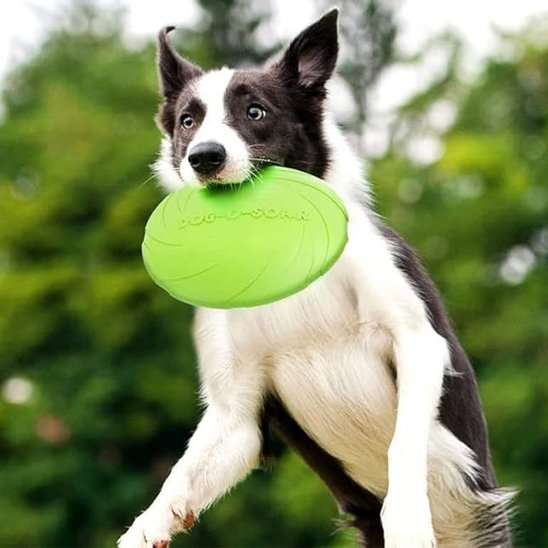 Jouet chien frisbee avec chien en action