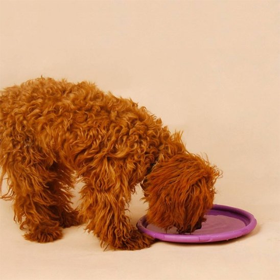 Jouet chien frisbee rose