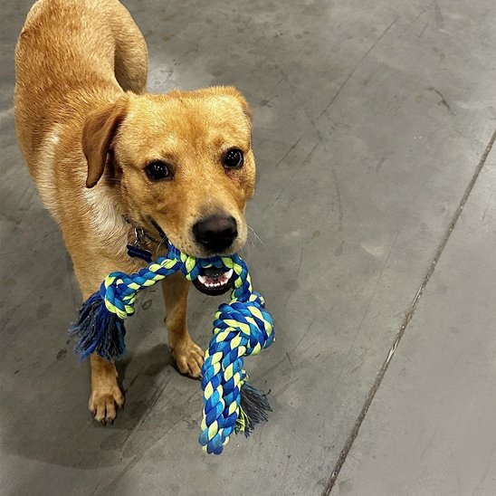 Jouet chien indestructible dans la gueule